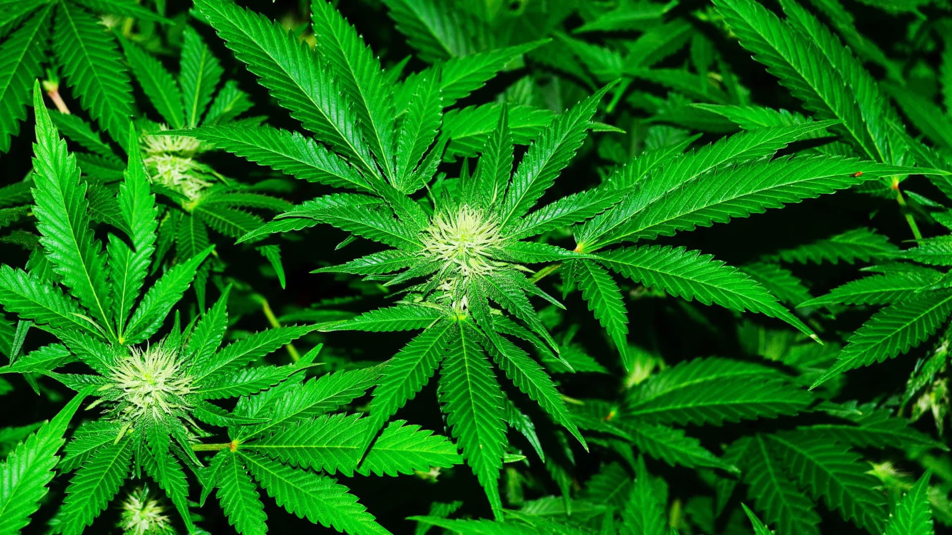 Was du über Autoflowering-Sorten wissen musst – Cannabissamen kaufen legal in Deutschland