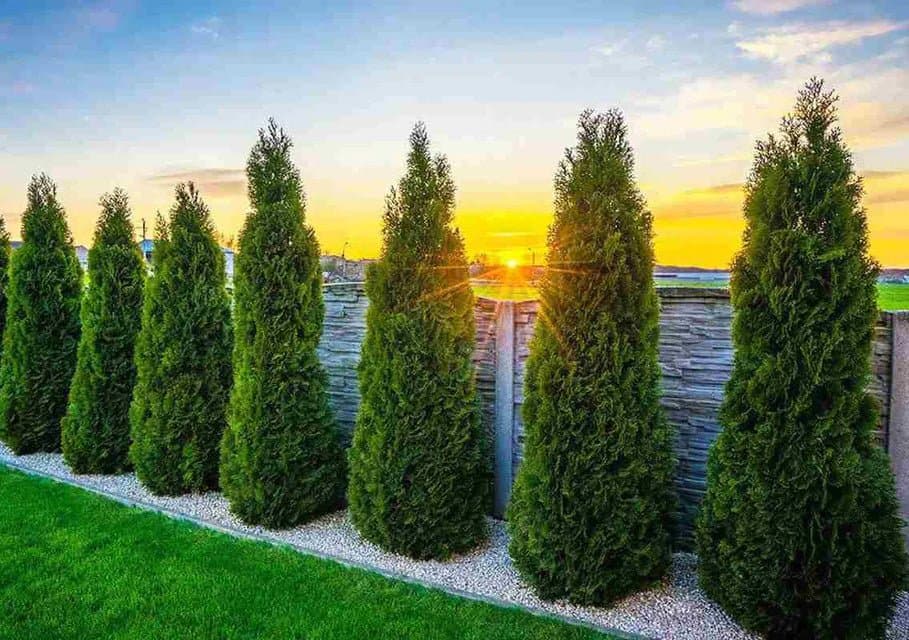 Thuja Smaragd: Der perfekte Baum für Ihren Garten