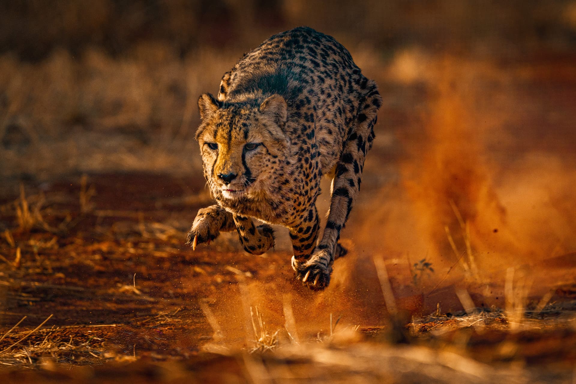 Wildtierfotografie: Wildtierfotografie als Zeitreise - Vergangene Momente in lebendigen Bildern festgehalten