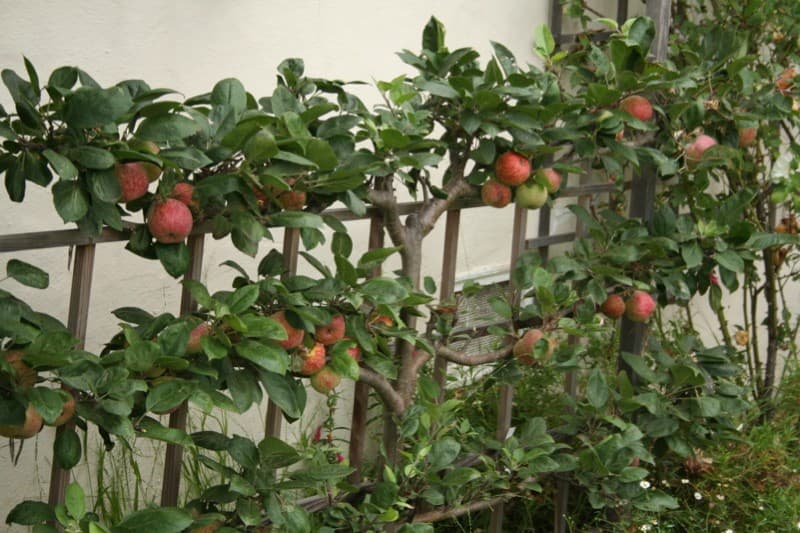 Spalierbäume im städtischen Garten: Platzsparende Lösungen für kleine Flächen