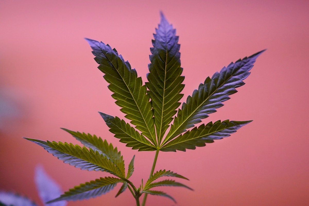 Was du über Autoflowering-Sorten wissen musst – Cannabissamen kaufen legal in Deutschland