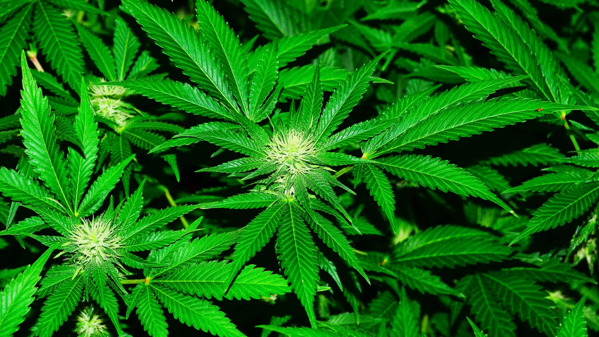Was du über Autoflowering-Sorten wissen musst – Cannabissamen kaufen legal in Deutschland