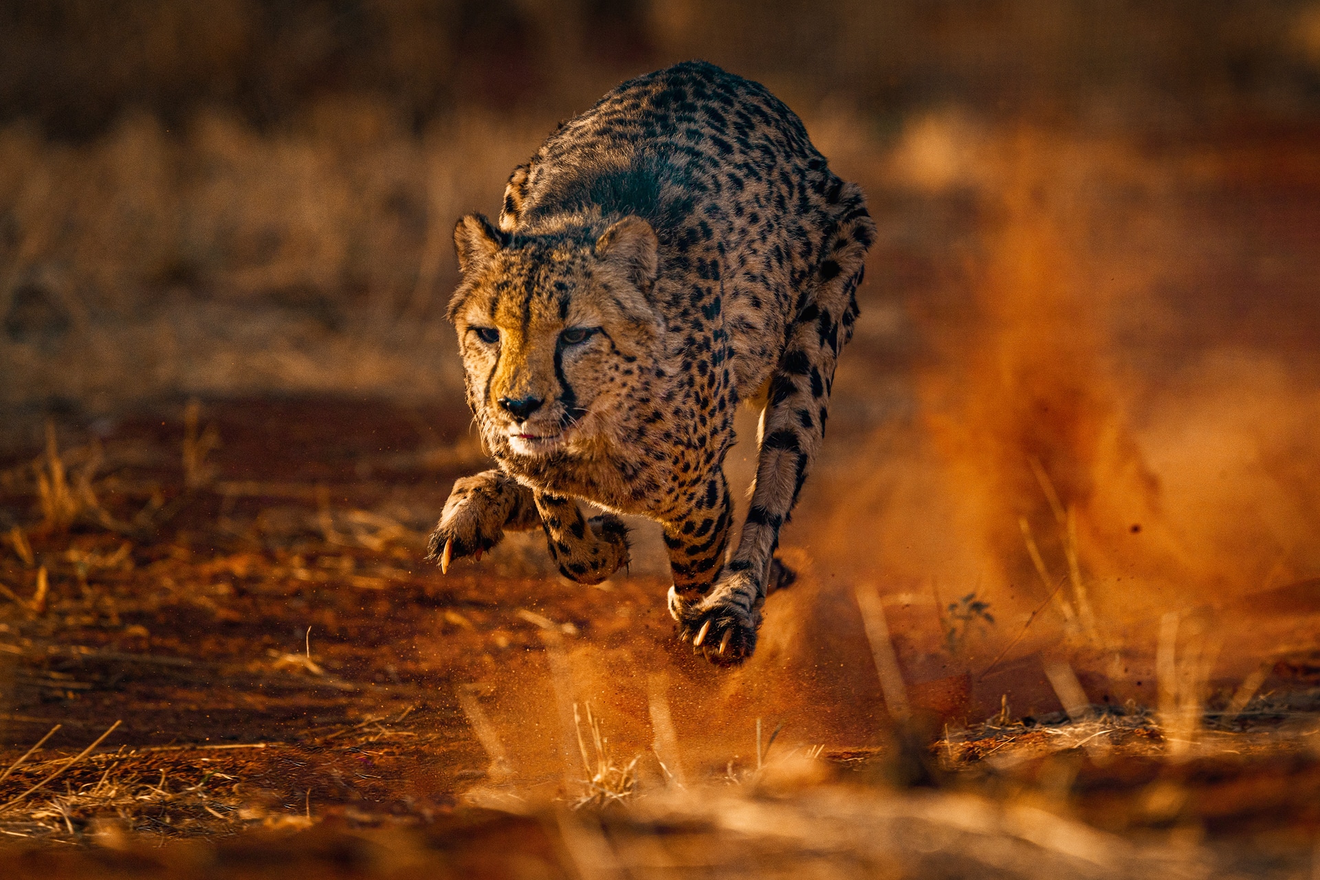 Wildtierfotografie: Wildtierfotografie als Zeitreise - Vergangene Momente in lebendigen Bildern festgehalten