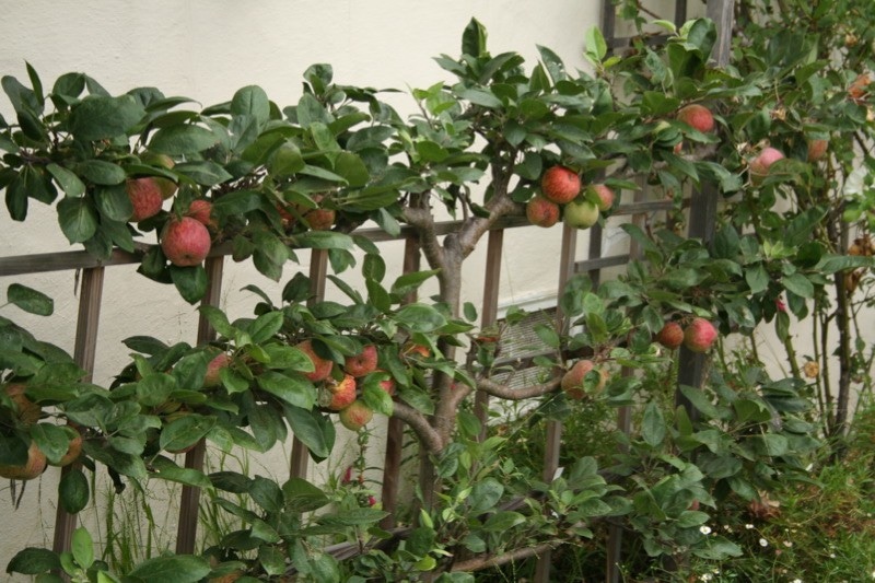Spalierbäume im städtischen Garten: Platzsparende Lösungen für kleine Flächen