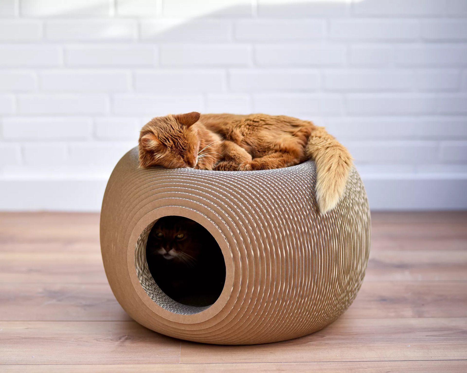 How to Properly Clean and Maintain a Katzenkorb